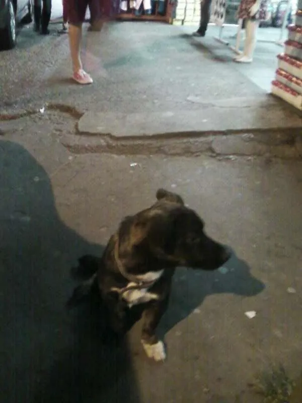 Cachorro ra a nao sei idade 4 anos nome ¨maguila¨