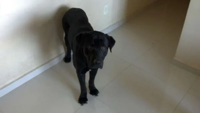 Cachorro raça labrador idade 1 ano nome Bob 