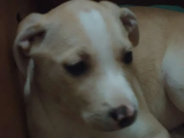 Cachorro ra a SRD idade 2 a 6 meses nome Millie