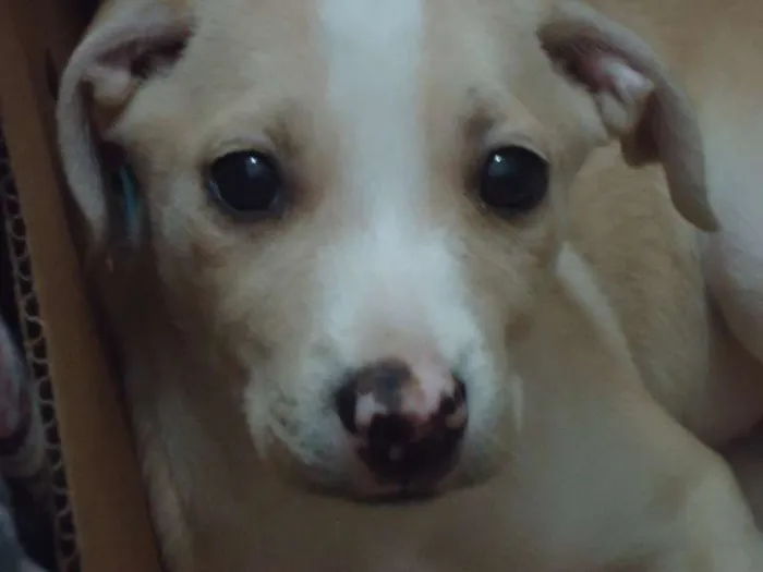 Cachorro ra a SRD idade 2 a 6 meses nome Millie