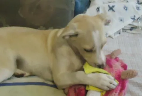 Cachorro ra a SRD idade 2 a 6 meses nome Millie