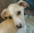 Millie