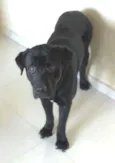 Bob 