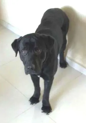 Cachorro raça labrador idade 1 ano nome Bob 