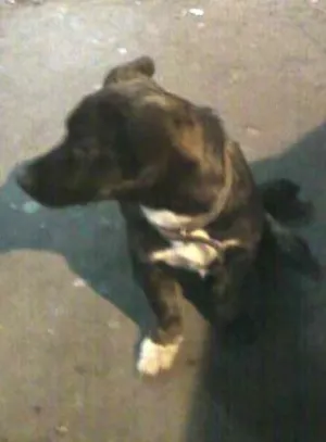 Cachorro raça nao sei idade 4 anos nome ¨maguila¨