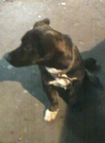 Cachorro ra a nao sei idade 4 anos nome ¨maguila¨