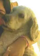 Cachorro ra a  idade 2 anos nome Salomão