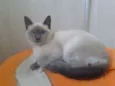 FLOP