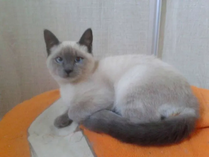 Gato ra a Siamês idade 2 a 6 meses nome FLOP