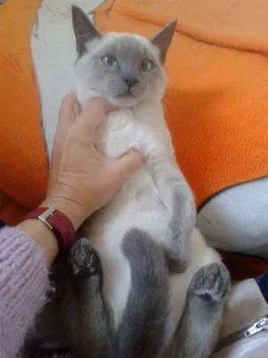 Gato raça Siamês idade 2 a 6 meses nome FLOP