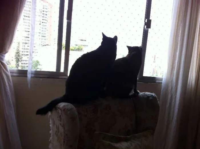 Gato ra a Vira-lata idade 2 anos nome Chiquinho e Chiquinha