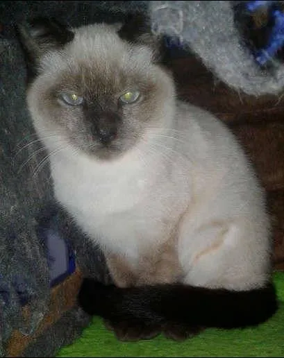 Gato ra a Siamês idade 2 a 6 meses nome FLIP