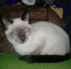 Gato raça Siamês idade 2 a 6 meses nome FLIP