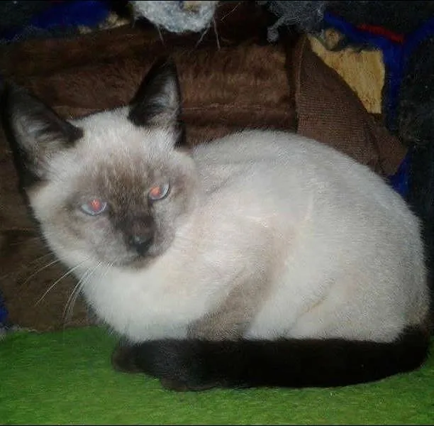 Gato ra a Siamês idade 2 a 6 meses nome FLIP