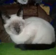 FLIP