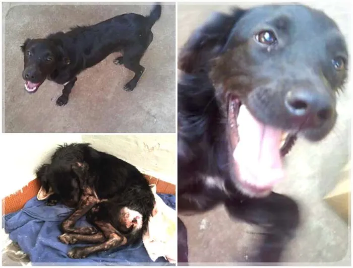 Cachorro raça SRD idade 1 ano nome Pandora