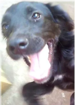 Cachorro raça SRD idade 1 ano nome Pandora