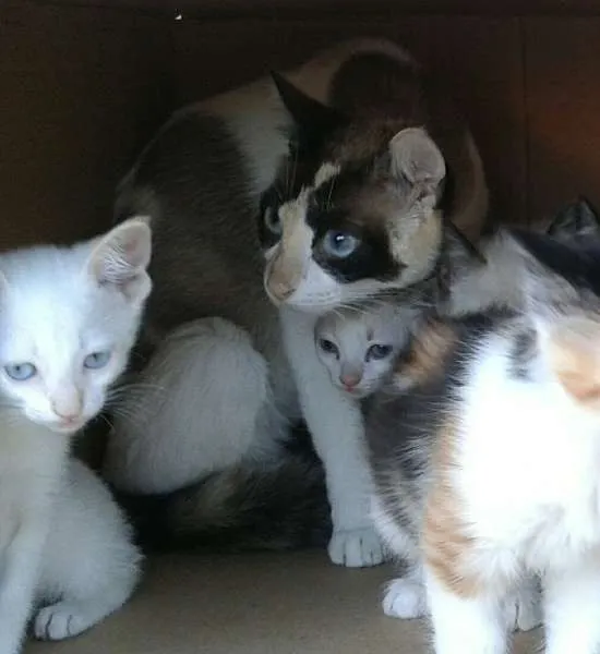 Gato ra a vira lata idade 1 ano nome Mom