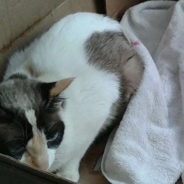 Gato ra a vira lata idade 1 ano nome Mom