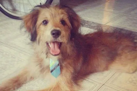 Cachorro ra a SRD idade 7 a 11 meses nome roly