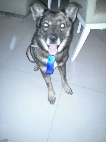 Cachorro ra a SRD idade 6 ou mais anos nome negao