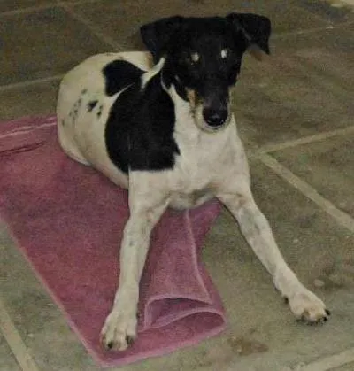 Cachorro ra a Fox Terrier idade 6 ou mais anos nome Bóris