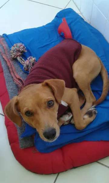 Cachorro ra a SRD idade 1 ano nome Tonico