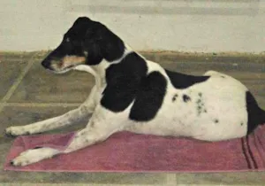 Cachorro raça Fox Terrier idade 6 ou mais anos nome Bóris