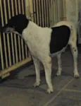 Bóris