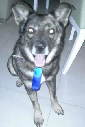 Cachorro raça SRD idade 6 ou mais anos nome negao