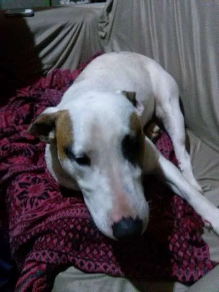 Cachorro ra a Mestiça Bull Terrier idade 1 ano nome Bella