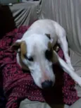 Bella