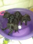 The Jacson five
