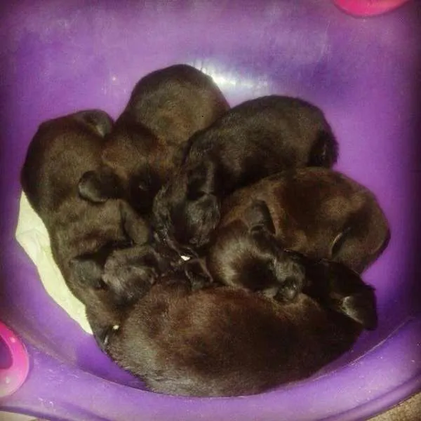Cachorro ra a  idade Abaixo de 2 meses nome The Jacson five