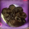 The Jacson five