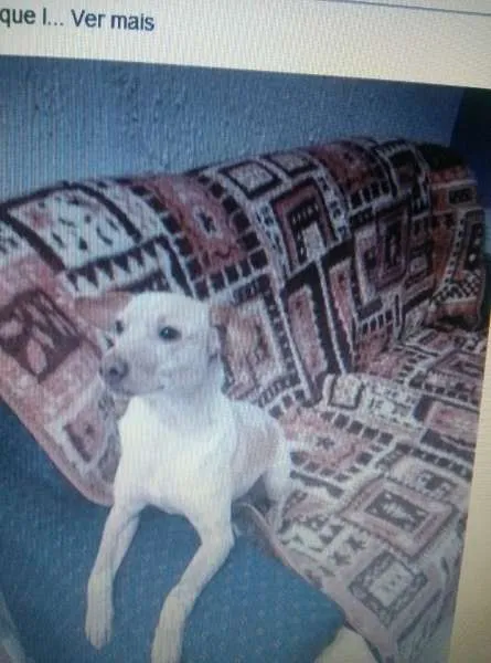 Cachorro ra a SRD idade 7 a 11 meses nome Alemão