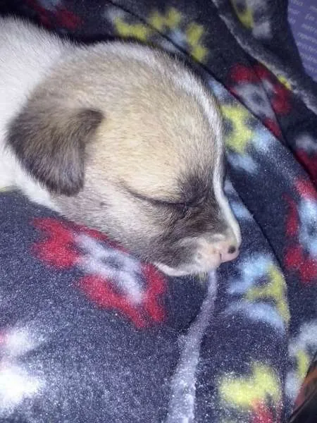 Cachorro ra a LABRADOR/rottweiler idade Abaixo de 2 meses nome SEM NOME