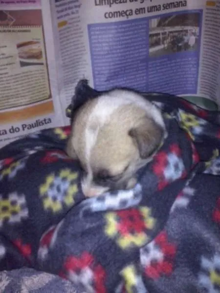 Cachorro ra a LABRADOR/rottweiler idade Abaixo de 2 meses nome SEM NOME