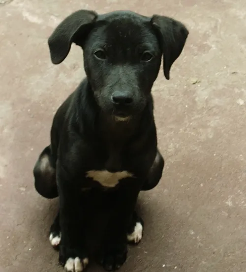 Cachorro ra a mestiça pitbull idade 2 a 6 meses nome Pity