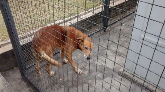 Cachorro ra a Vira lata idade 6 ou mais anos nome Marrom