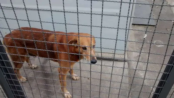 Cachorro ra a Vira lata idade 6 ou mais anos nome Marrom