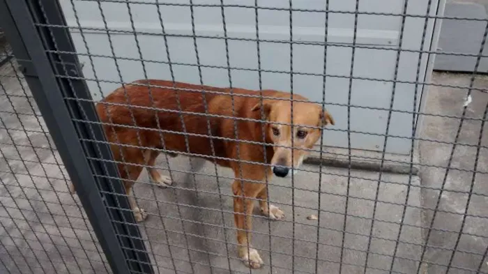 Cachorro ra a Vira lata idade 6 ou mais anos nome Marrom