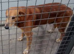 Cachorro raça Vira lata idade 6 ou mais anos nome Marrom