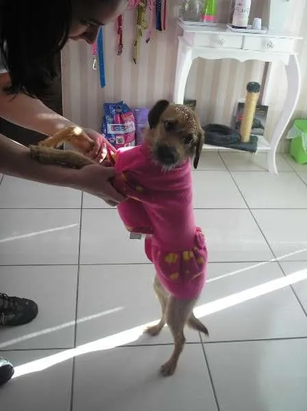 Cachorro ra a SRD idade 7 a 11 meses nome Diana