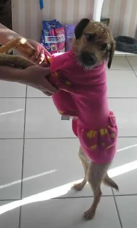 Cachorro ra a SRD idade 7 a 11 meses nome Diana