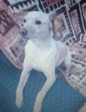 Cachorro ra a SRD idade 7 a 11 meses nome Alemão