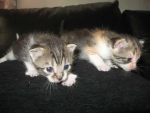 Gato raça indefinida idade Abaixo de 2 meses nome não tem