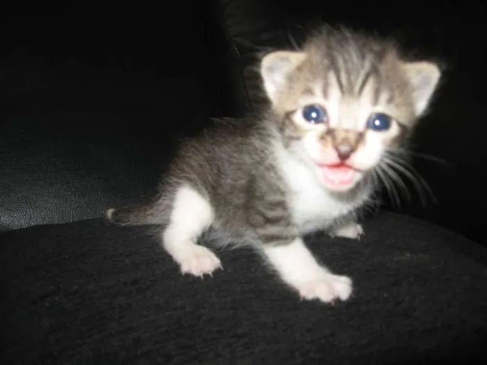 Gato ra a indefinida idade Abaixo de 2 meses nome não tem