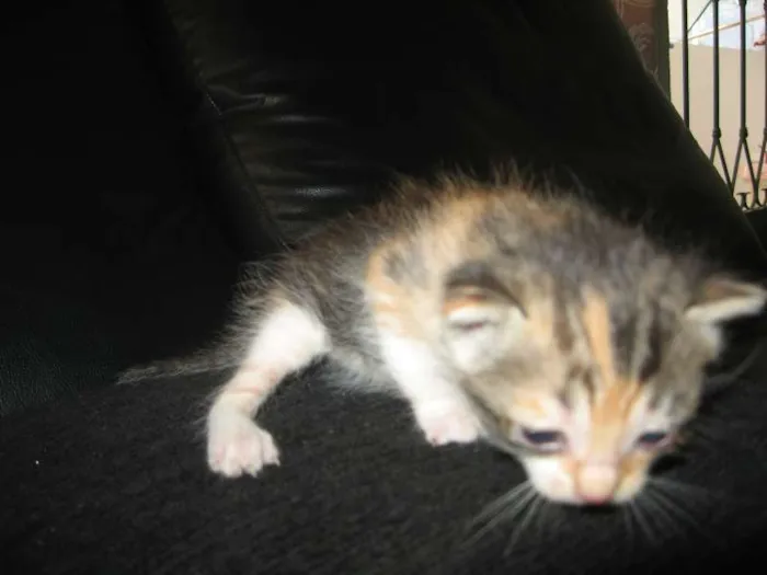 Gato ra a indefinida idade Abaixo de 2 meses nome não tem