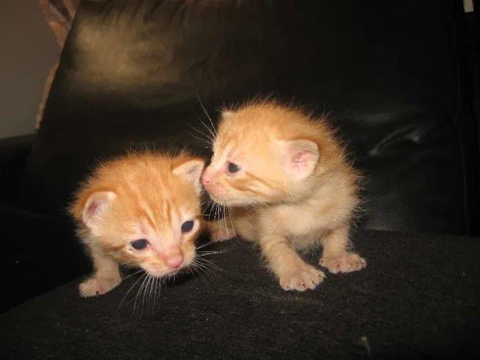 Gato ra a indefinida idade Abaixo de 2 meses nome não tem
